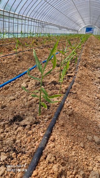 별향기님의 자유주제 · 자유게시판 작성글 사진