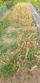 팜모닝 자유주제·자유게시판 게시글 이미지