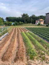 팜모닝 들깨·영농일지 게시글 이미지