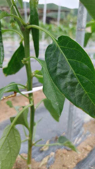 엉뚱한농사꾼임경섭님의 고추 · 영농일지 작성글 사진