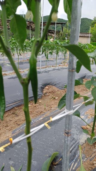 엉뚱한농사꾼임경섭님의 고추 · 영농일지 작성글 사진