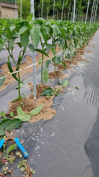 엉뚱한농사꾼임경섭님의 고추 · 영농일지 작성글 사진