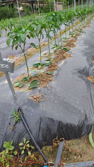 엉뚱한농사꾼임경섭님의 고추 · 영농일지 작성글 사진