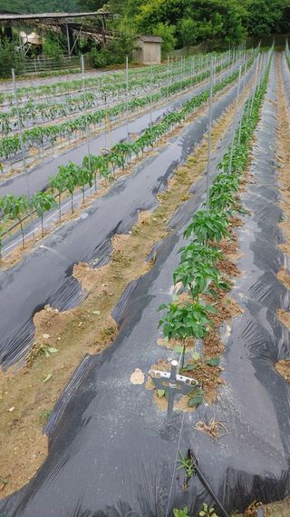 엉뚱한농사꾼임경섭님의 고추 · 영농일지 작성글 사진