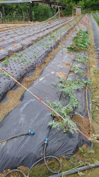 엉뚱한농사꾼임경섭님의 고추 · 영농일지 작성글 사진