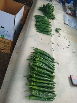 콩나라최여순님의 고추 · 일상 작성글 사진