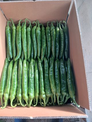 콩나라최여순님의 고추 · 일상 작성글 사진