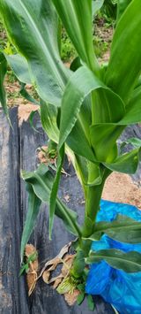 팜모닝 옥수수·병해충상담 게시글 이미지