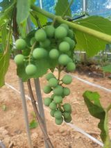 팜모닝 고추·영농일지 게시글 이미지