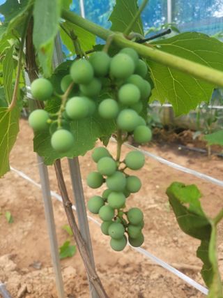 음악사랑님의 고추 · 영농일지 작성글 사진