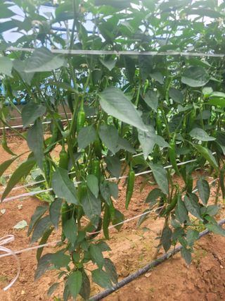 음악사랑님의 고추 · 영농일지 작성글 사진