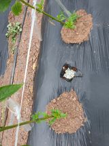 팜모닝 자유주제·자유게시판 게시글 이미지