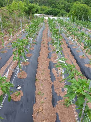 김영복님의 자유주제 · 자유게시판 작성글 사진