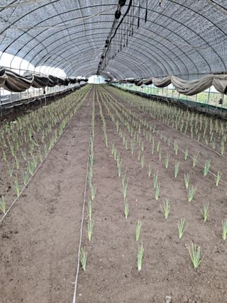 김순국님의 파 · 영농일지 작성글 사진