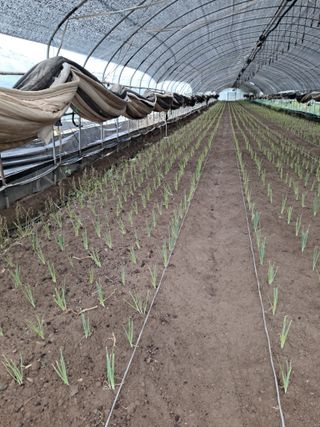 김순국님의 파 · 영농일지 작성글 사진