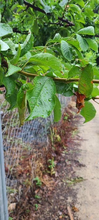 시연아빠님의 자두 · 병해충상담 작성글 사진