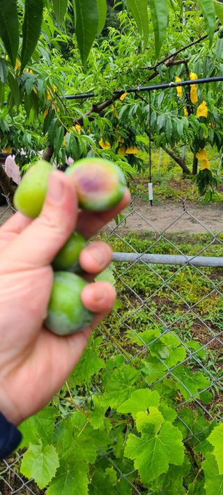 시연아빠님의 자두 · 병해충상담 작성글 사진