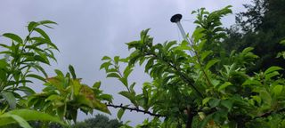 시연아빠님의 자두 · 병해충상담 작성글 사진