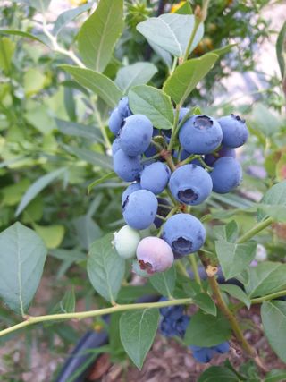 임기억님의 6월 내 작물 자랑하기🌱 · 참여글 작성글 사진