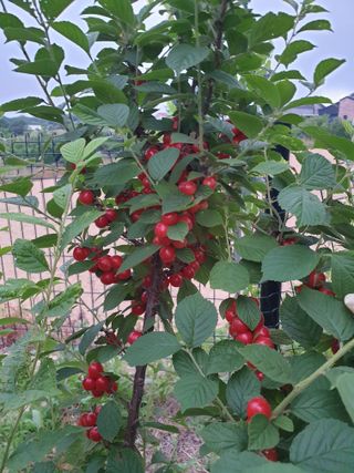 임기억님의 6월 내 작물 자랑하기🌱 · 참여글 작성글 사진