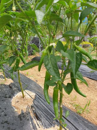 임기억님의 6월 내 작물 자랑하기🌱 · 참여글 작성글 사진