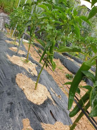 임기억님의 6월 내 작물 자랑하기🌱 · 참여글 작성글 사진