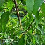 팜모닝 6월 내 작물 자랑하기🌱·참여글 게시글 이미지