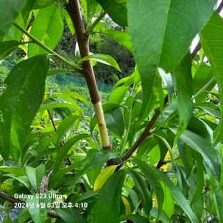 이송희님의 6월 내 작물 자랑하기🌱 · 참여글 작성글 사진