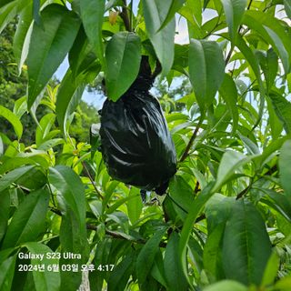 이송희님의 6월 내 작물 자랑하기🌱 · 참여글 작성글 사진