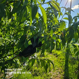 이송희님의 6월 내 작물 자랑하기🌱 · 참여글 작성글 사진