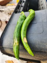 팜모닝 고추·병해충상담 게시글 이미지