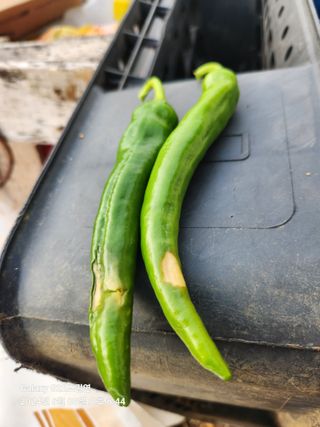 趙吉衍님의 고추 · 병해충상담 작성글 사진