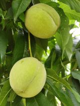 팜모닝 6월 내 작물 자랑하기🌱·참여글 게시글 이미지