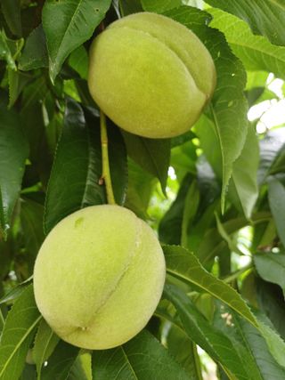 자두농부 6207님의 6월 내 작물 자랑하기🌱 · 참여글 작성글 사진