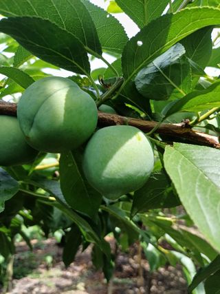 자두농부 6207님의 6월 내 작물 자랑하기🌱 · 참여글 작성글 사진