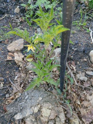 이상돈님의 토마토 · 영농일지 작성글 사진
