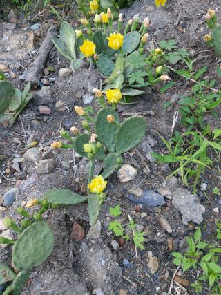 이상돈님의 토마토 · 영농일지 작성글 사진