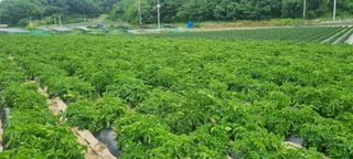 박사원농장님의 감자 · 영농일지 작성글 사진