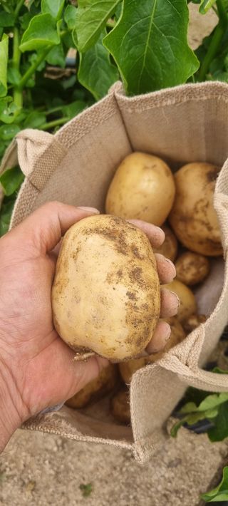 박사원농장님의 감자 · 영농일지 작성글 사진