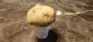 박사원농장님의 감자 · 영농일지 작성글 사진