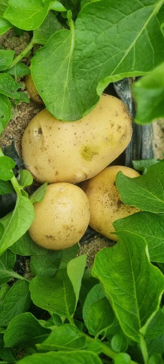 박사원농장님의 감자 · 영농일지 작성글 사진