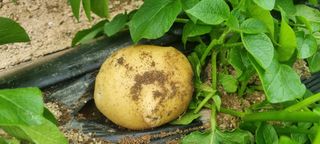 박사원농장님의 감자 · 영농일지 작성글 사진