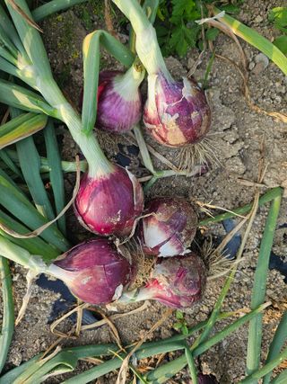 팜스가든님의 6월 내 작물 자랑하기🌱 · 참여글 작성글 사진