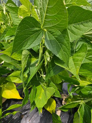 팜스가든님의 6월 내 작물 자랑하기🌱 · 참여글 작성글 사진