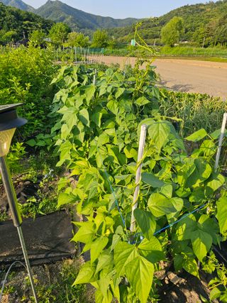 팜스가든님의 6월 내 작물 자랑하기🌱 · 참여글 작성글 사진