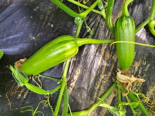 팜스가든님의 6월 내 작물 자랑하기🌱 · 참여글 작성글 사진