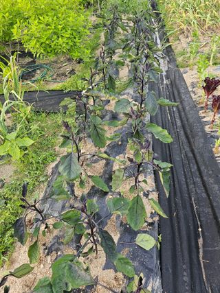 팜스가든님의 6월 내 작물 자랑하기🌱 · 참여글 작성글 사진