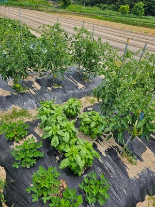 팜스가든님의 6월 내 작물 자랑하기🌱 · 참여글 작성글 사진