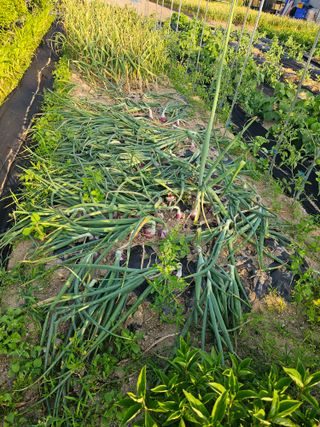 팜스가든님의 6월 내 작물 자랑하기🌱 · 참여글 작성글 사진