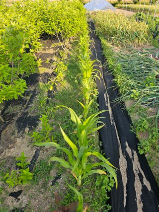 팜스가든님의 6월 내 작물 자랑하기🌱 · 참여글 작성글 사진